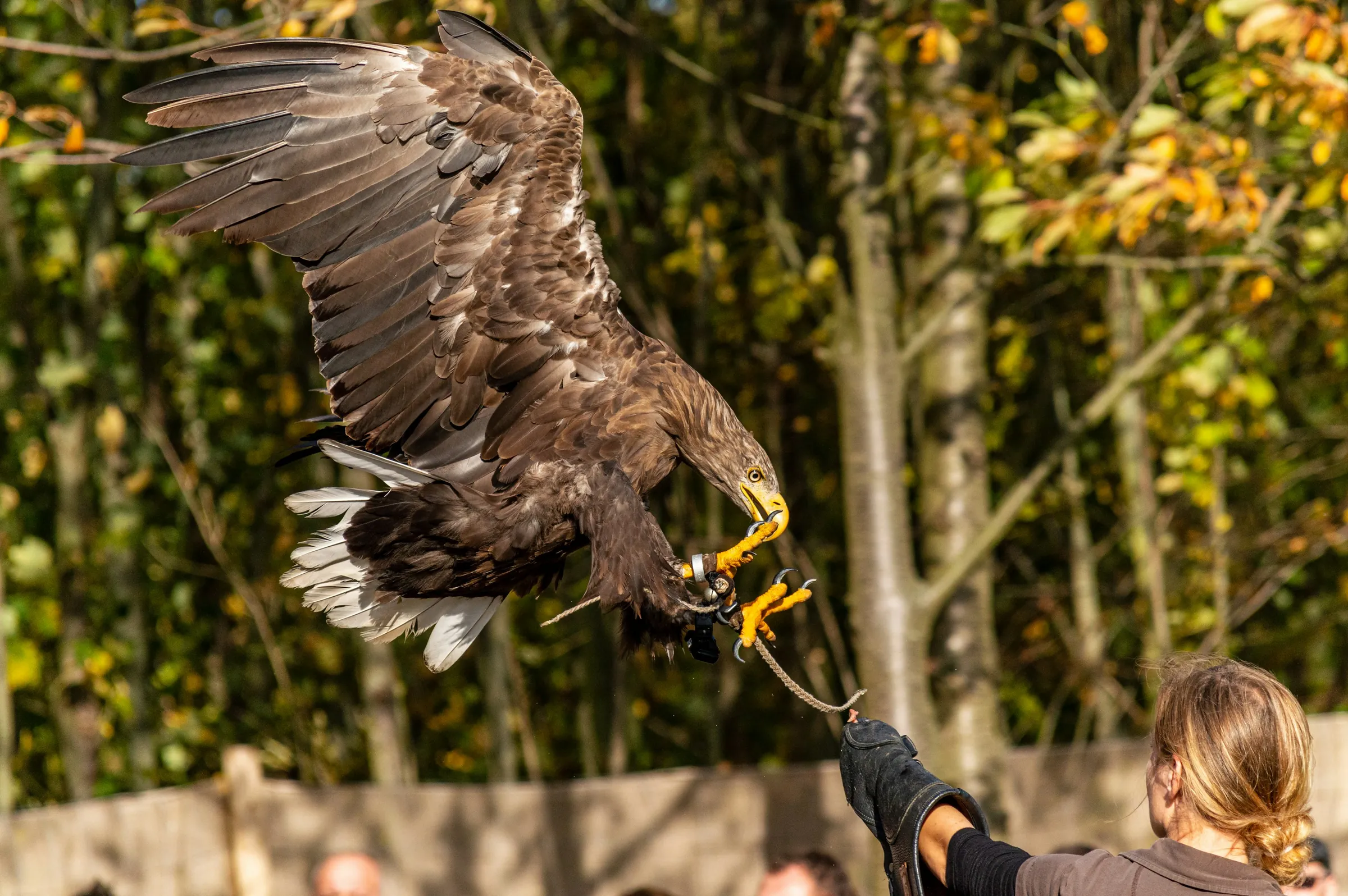 Raptor landing on a falconer's glove among autumn trees