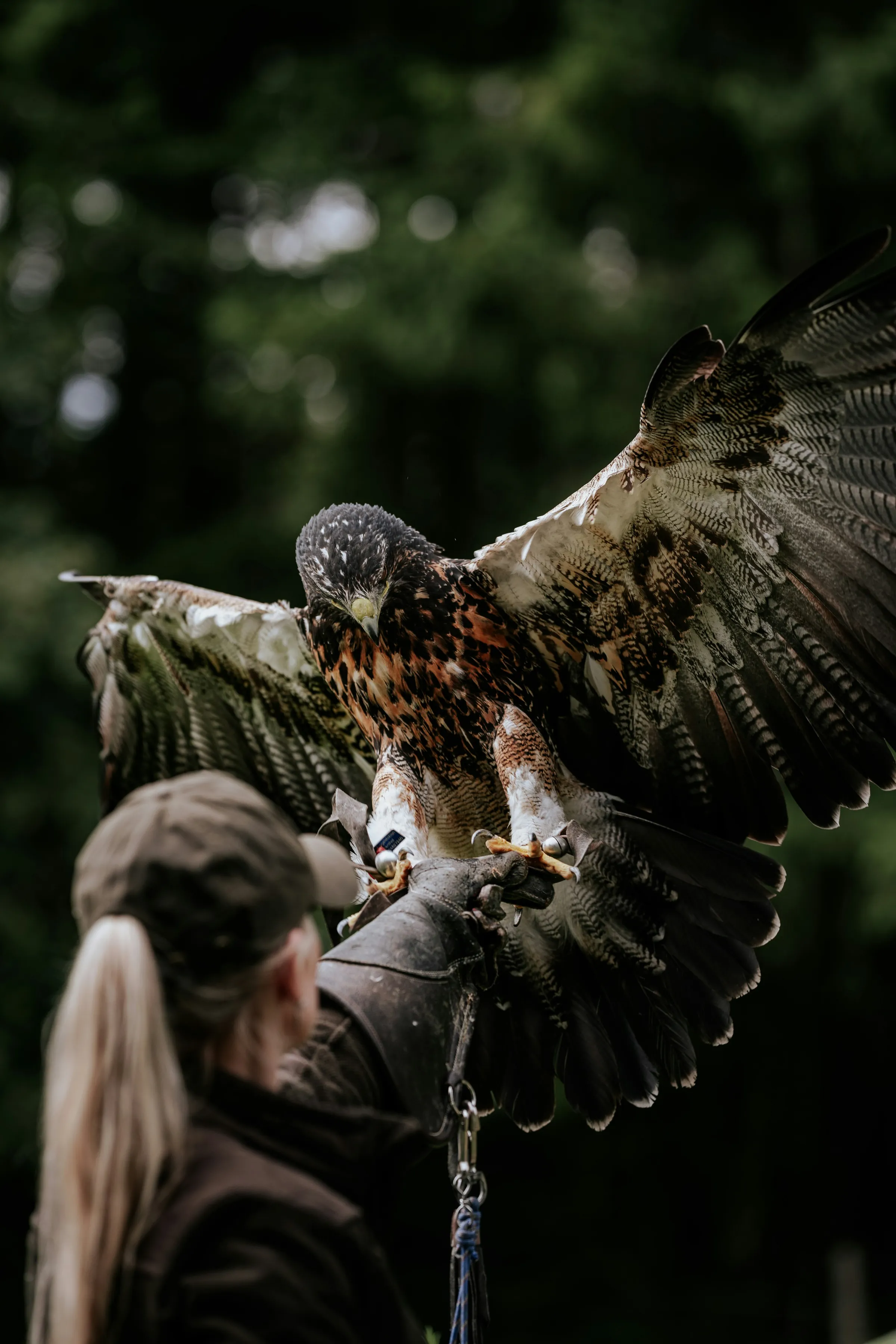 Hawk landing on a handler's glove, wings open