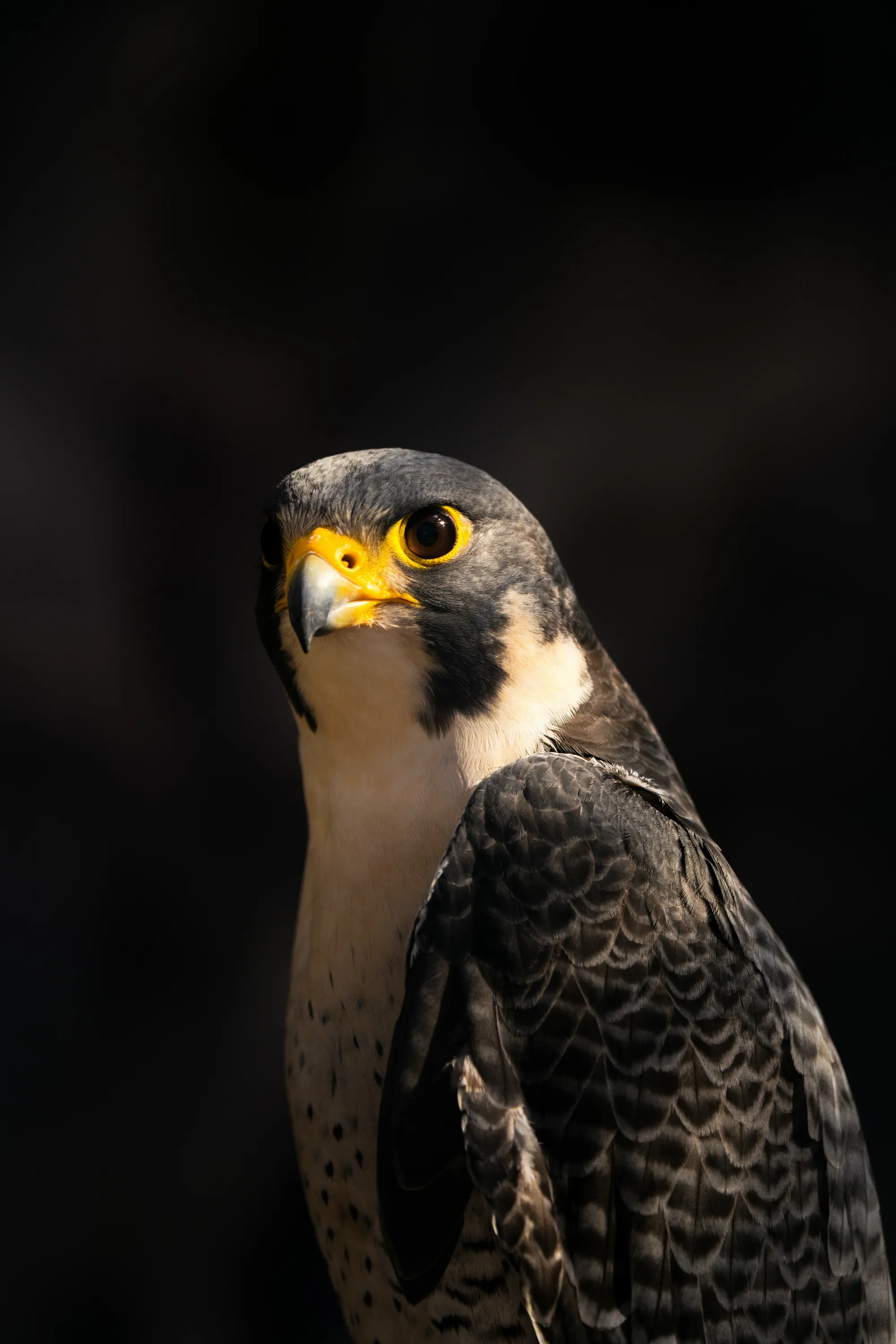 Peregrine falcon portrait against a dark background