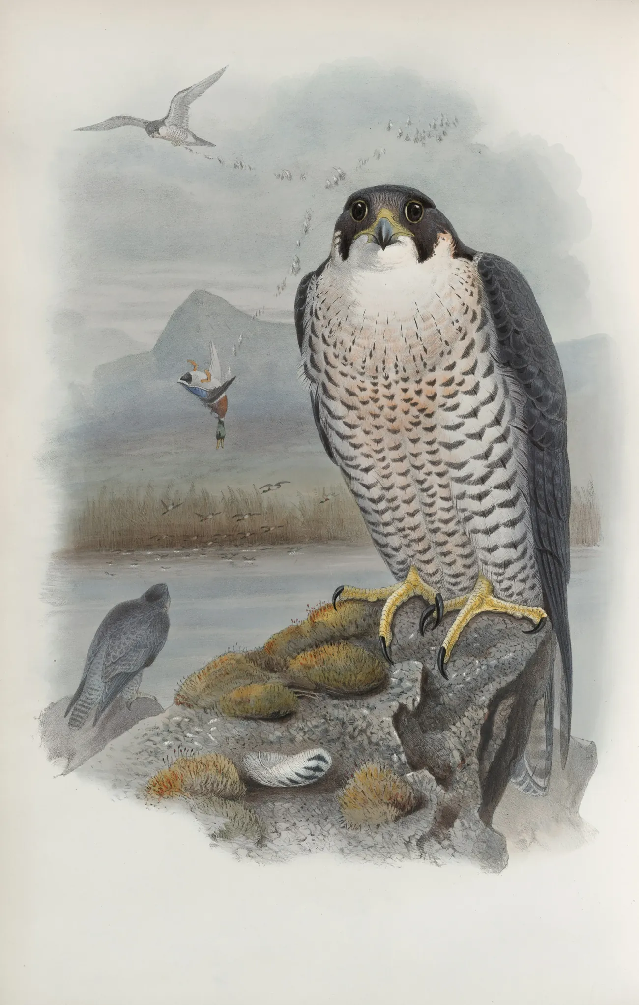 Hand-coloured nineteenth-century plate of a peregrine falcon on a rock